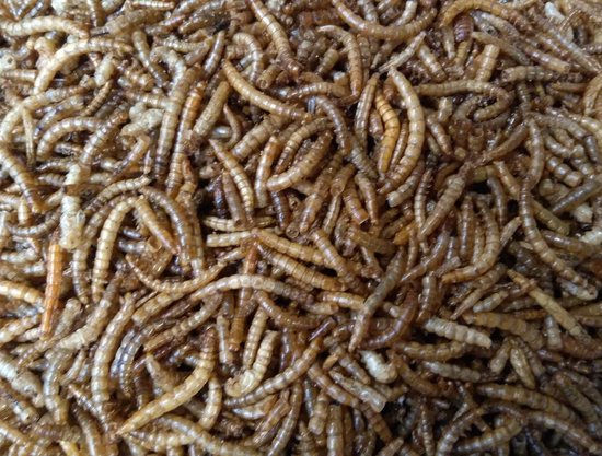 Gedroogde meelwormen